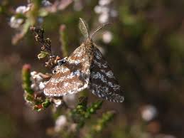 Attēlu rezultāti vaicājumam “Ematurga atomaria”