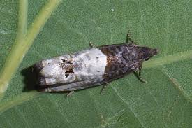 Attēlu rezultāti vaicājumam “Notocelia roborana”