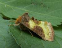 Attēlu rezultāti vaicājumam “Diachrysia tutti”