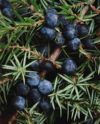 Attēlu rezultāti vaicājumam “Juniperus communis fruit”