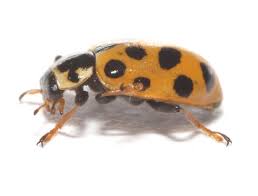 Attēlu rezultāti vaicājumam “Coccinellidae”