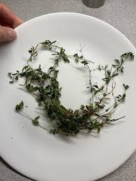 Attēlu rezultāti vaicājumam “Galium triflorum fruit”