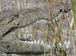 Image result for Crocodylus acutus