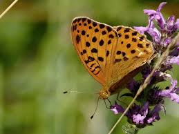 Attēlu rezultāti vaicājumam “Argynnis laodice female”