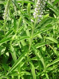 Attēlu rezultāti vaicājumam “Veronica longifolia fruit”