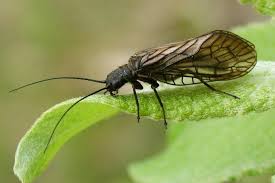 Attēlu rezultāti vaicājumam “Megaloptera”