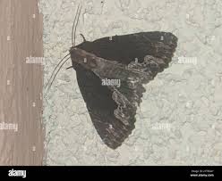 Attēlu rezultāti vaicājumam “Dypterygia scabriuscula”