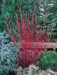 Attēlu rezultāti vaicājumam “Cornus alba”