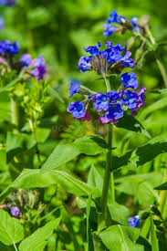 Attēlu rezultāti vaicājumam “Hieracium murorum flower”