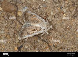 Attēlu rezultāti vaicājumam “Agrotis ripae”