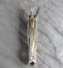 Attēlu rezultāti vaicājumam “Crambus”