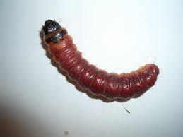 Attēlu rezultāti vaicājumam “Cossus cossus”