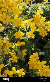 Image result for Calceolaria integrifolia