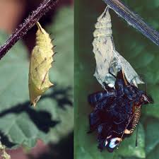 Attēlu rezultāti vaicājumam “Nymphalis pupa”