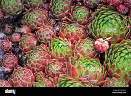 Attēlu rezultāti vaicājumam “Jovibarba globifera”