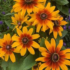 Attēlu rezultāti vaicājumam “Rudbeckia hirta var. hirta”