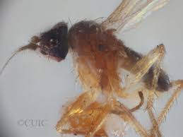 Attēlu rezultāti vaicājumam “Chortodes fluxa”