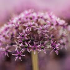 Attēlu rezultāti vaicājumam “Allium holandicum bud”