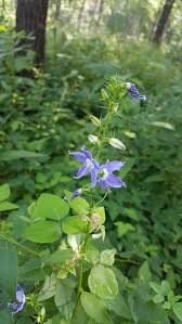 Image result for Campanula americana