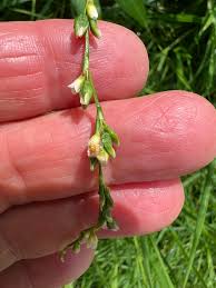 Attēlu rezultāti vaicājumam “Persicaria hydropiper leaf”
