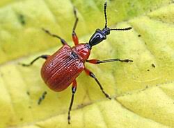 Attēlu rezultāti vaicājumam “Attelabidae”