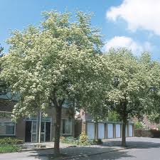 Attēlu rezultāti vaicājumam “Sorbus intermedia”