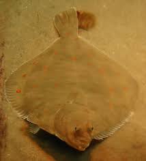Image result for Pleuronectes platessa