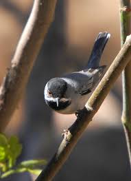 Image result for Sylvia rueppelli