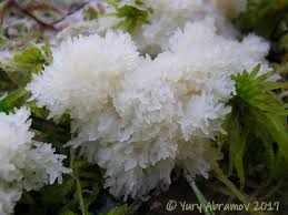 Attēlu rezultāti vaicājumam “Symphytocarpus trechisporus macro”