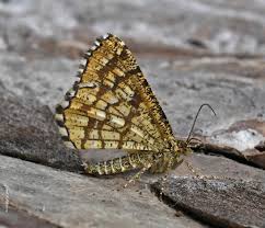 Attēlu rezultāti vaicājumam “Chiasmia clathrata”