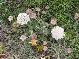 Attēlu rezultāti vaicājumam “Daucus carota subsp. carota”