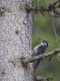 Attēlu rezultāti vaicājumam “Picoides tridactylus adult”