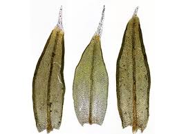 Attēlu rezultāti vaicājumam “Orthotrichum diaphanum”