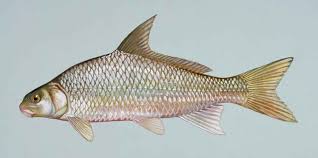 Image result for Carpiodes cyprinus