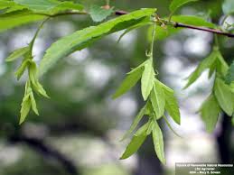 Attēlu rezultāti vaicājumam “Carpinus caroliniana female flower”
