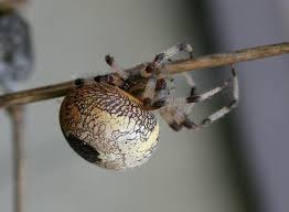 Attēlu rezultāti vaicājumam “Araneus marmoreus”