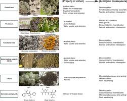 Attēlu rezultāti vaicājumam “Plectocarpon lichenum”
