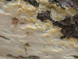 Attēlu rezultāti vaicājumam “Skeletocutis odora”