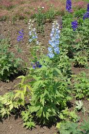 Attēlu rezultāti vaicājumam “Delphinium elatum  bud”
