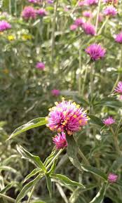 Image result for Kugelamarant