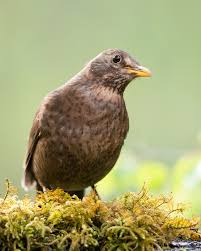 Attēlu rezultāti vaicājumam “Turdus viscivorus juvenile”