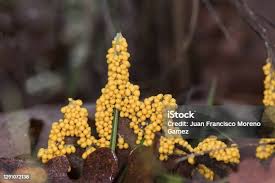 Attēlu rezultāti vaicājumam “Leocarpus sp.”