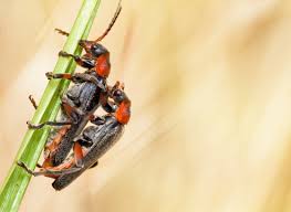 Attēlu rezultāti vaicājumam “Cantharis rustica”