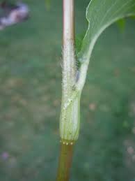 Attēlu rezultāti vaicājumam “Polygonum amphibium leaf”