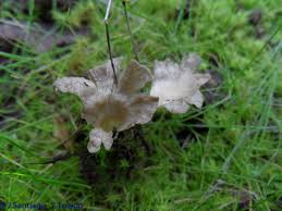 Attēlu rezultāti vaicājumam “Arrhenia spatulata”