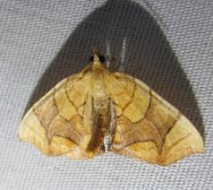 Attēlu rezultāti vaicājumam “Eulithis sp.”