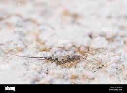 Attēlu rezultāti vaicājumam “Machilidae”