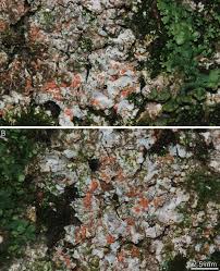 Attēlu rezultāti vaicājumam “Phaeophyscia orbicularis”