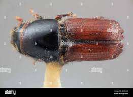 Attēlu rezultāti vaicājumam “Scolytus ratzeburgi”