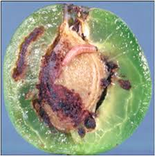 Attēlu rezultāti vaicājumam “Grapholita funebrana larva”